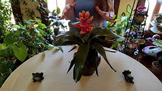 Bromeliad Indoor Care What to Know [upl. by Obaza387]