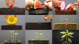 Growing Plants Compilation 1  155 Days Time Lapse [upl. by Eudo]