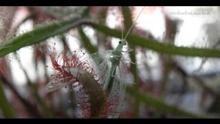 Drosera capensis all red and Green Lacewing [upl. by Adnuhsed]