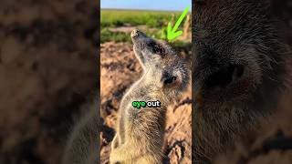 Desert Sentinels Meerkats 🐾🌵👀 [upl. by Tongue]