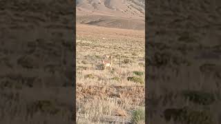 Nevada pronghorns nevada nature [upl. by Osmond]