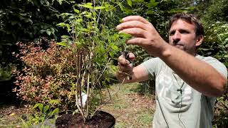 Shape pruning philadelphus after spring flowering  Burncoose [upl. by Edd]