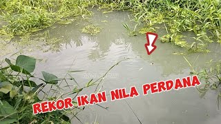 ALHAMDULILLAHREKOR MANCING IKAN NILA LIAR PERDANA DISPOT PARITAN [upl. by Drice]