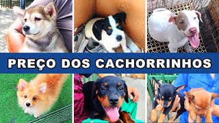 PREÇO de Filhotes CACHORRINHOS filhotesdecachorros cachorroderaca feira [upl. by Axel]