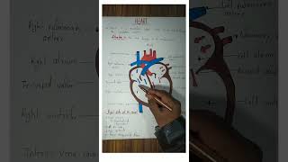 Heart  Cardiac  Cardiovascular system  CVS  Anatomy and physiology cla neet science biology [upl. by Alver181]