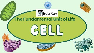 Quick Revision The Fundamental Unit of Life  Class 9  NCERT [upl. by Leiru]