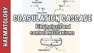 Coagulation Cascade and Fibrinolysis  clotting factors regulation and control mechanism [upl. by Nivahb945]