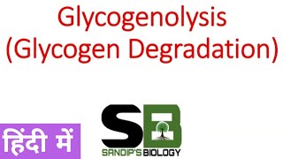 Glycogenolysis  Glycogen metabolism in Hindi [upl. by Elsa]