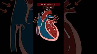 Blood Flow Through the Heart Animation In 1 Minute  Cardiac Physiology bloodflow shorts [upl. by Kriste]