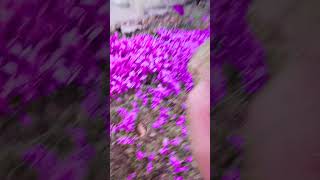 purple flower like and subscribe [upl. by Hendren838]