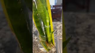 Snake plant 🪴 feedshort usa youtubeshort plants [upl. by Ennovahs969]