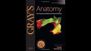 Download Grays Anatomy The Anatomical Basis of Clinical Practice 40th Edition [upl. by Ker]