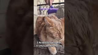 ¿Tenés un gato que pierde mucho pelo Con Furminator te traemos la solución [upl. by Maloney979]