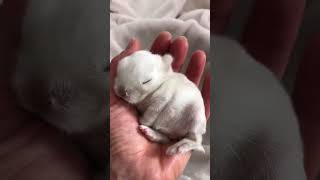 🎥 Meet the cutest lop eared rabbit 🐰🐇 on YouTube Get ready to fall in love with this adorable bu [upl. by Samuel]