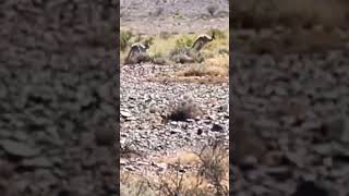 Kangaroos Hopping  Australian Kangaroos [upl. by Nylirem927]