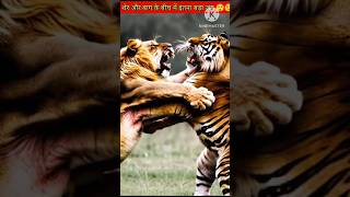 Liger Vs Tigon Epic Battle of Wild Animals 🤯 lion  Tigon  part1  shorts facts lion tiger [upl. by Etteloiv]