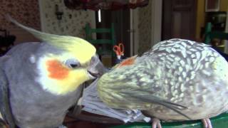 Our pet cockatiels preening and pecking each other [upl. by Meredi]