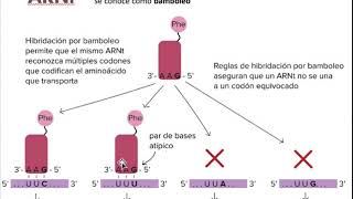 Estructura del ARN tipos [upl. by Enrobyalc]