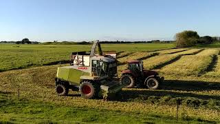 Silage chopper on oat silage  New Zealand [upl. by Lynnea]