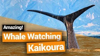 🐋 Whale Watching in Kaikoura – New Zealands Biggest Gap Year – Backpacker Guide New Zealand [upl. by Latsryc892]