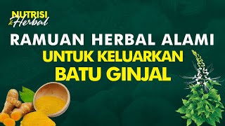 Herbal yang Bisa Membantu Mengeluarkan Batu Ginjal Secara Alami  Info Nutrisi 34 [upl. by Lot]