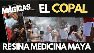 EL COPAL Resina mágica y medicinal de Aztecas y Mayas Bursera bipinnata Copal santo Copal blanco [upl. by Bourgeois]