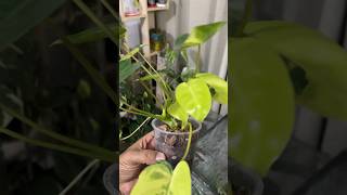 Philodendron Brule Marx Super Variegated Plant [upl. by Ahse]