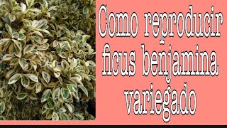 REPRODUCCIÓN DE FICUS BENJAMINA variegado MÉTODO esquejes en AguaDareliz AlvearSuculentas [upl. by Rebmaed577]