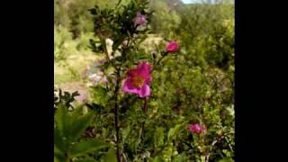 MacDowell Woodland Sketches To a Wild Rose [upl. by Ynoffit]