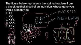 Barr bodies and genetic disorders [upl. by Nidya]