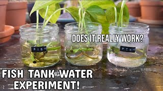 FISH TANK WATER POTHOS EXPERIMENT  Comparing Fish Tank Water Filtered Water and Fertilizer pothos [upl. by Obie964]