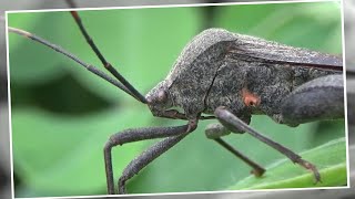 Leaf Footed Bug Acanthocephala terminalis [upl. by Binnings]