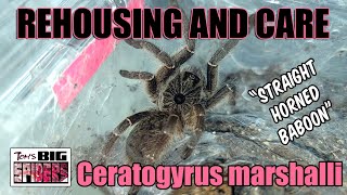 Ceratogyrus marshalli quotStraight horned baboonquot Rehouse and Care [upl. by Charpentier]