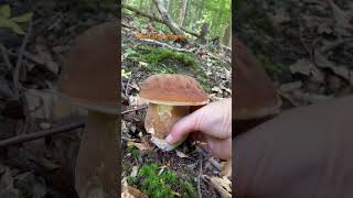 Boletus ReticulatusJuly 2024 asmr asmrmushrooms fungi boletus porchini mushroomhunting [upl. by Morez]