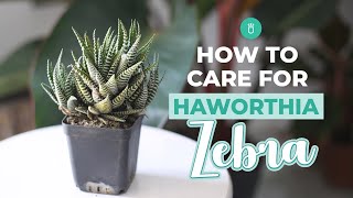 How to care for Haworthia Zebra  Tips for growing Haworthia Succulent [upl. by Anirak]