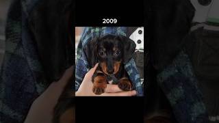 Crusoe Turns 14  Watch His Evolution [upl. by Burnie931]