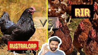 Australorp vs RIR Chicken Breed Review  How to Comparison [upl. by Coucher]