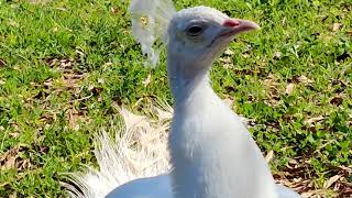 Weißer Pfau Schrei amp Blauer Pfau Weibchen  White peacock crying [upl. by Asilana]