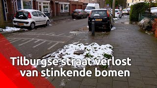 Tilburgse straat verlost van stinkende bomen [upl. by Yellat]