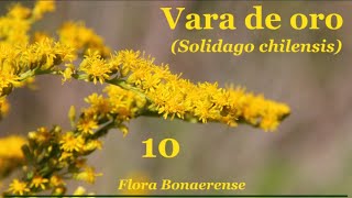 Vara de oro Solidago chilensis  FB  010 [upl. by Yuzik333]