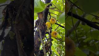 பேய் அத்தி பழம்ஆ🧐 Ficus hispida  Opposite Leaf Fig villagelife nature kids story [upl. by Durrace]