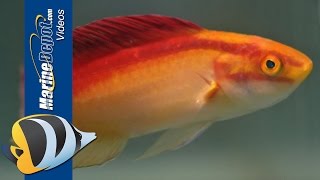 How to Care for a Flame Wrasse in Your Saltwater Aquarium [upl. by Wolfram]