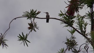 Canon XA15 Video Camera Test Footage  Hummingbirds in repose on Bottlebrush [upl. by Griffith]