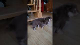 Finnish Lapphund Puppies playing at 6 weeks [upl. by Letnwahs]