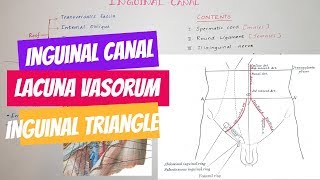 The Inguinal Canal Lacuna Vasorum amp Inguinal Triangle Hesselbachs Triangle [upl. by Sibylle210]