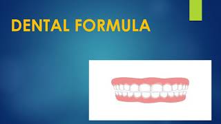 DENTAL FORMULA [upl. by Cynarra]