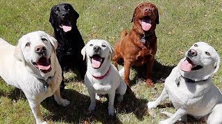 Labrador Puppy Reunites With Her Family [upl. by Delwin340]