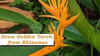 How to Grow Golden Torch Heliconia from Rhizomes  English [upl. by Enoek]