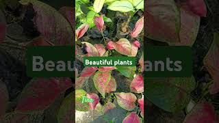 Beautiful leaves 💗 indoor reels song love garden youtubeshorts ytshortsindia bollywood [upl. by Uria443]