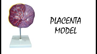 Model Of Placenta [upl. by Camus]